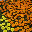 Tagetes