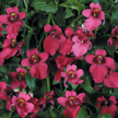 Diascia