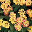 Lantana