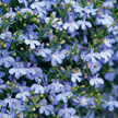 Lobelia