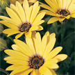 Osteospermum