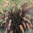 Pennisetum